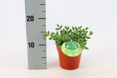 Cactus van Botanicly – Delosperma echinatum – Hoogte: 20 cm