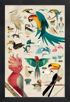 JUNIQE - Poster met houten lijst Vintage vogels -13x18 /Kleurrijk