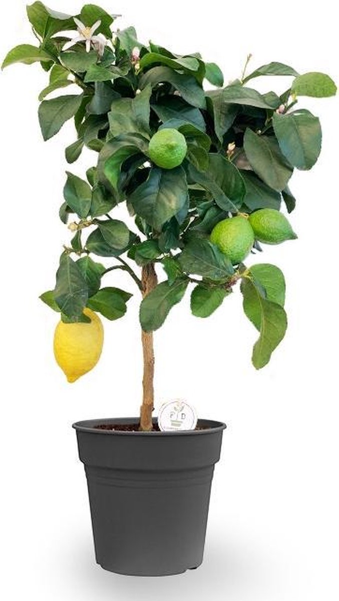 Citrus Limon - Citronnier - Set de 2 - Pot 19cm - Hauteur 60-70cm