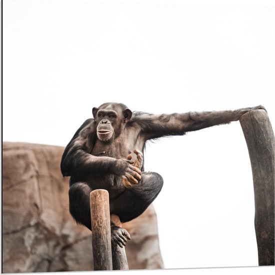 Dibond - Chimpansee Kijkend vanaf Boomstam - 80x80cm Foto op Aluminium (Met Ophangsysteem)