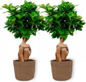 2x Kamerplant Ficus Ginseng - Bonsai - ± 30cm hoog - 12cm diameter - in bruine sierzak