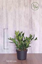 10 stuks | Laurier 'Otto Luyken' Pot 30-40 cm - Bloeiende plant - Compacte groei - Geschikt als lage haag - Langzame groeier - Wintergroen