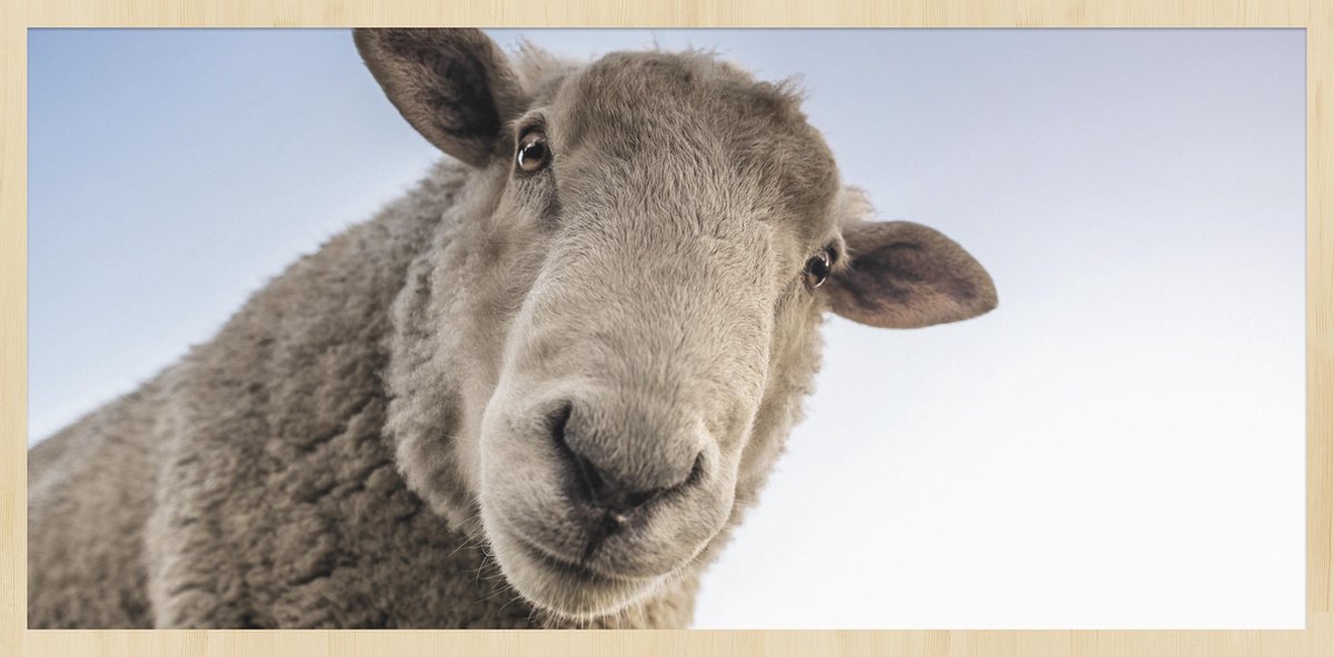 Schilderij - schaap - Collectie at the farm - Forex met blanke lijst - 98x48cm