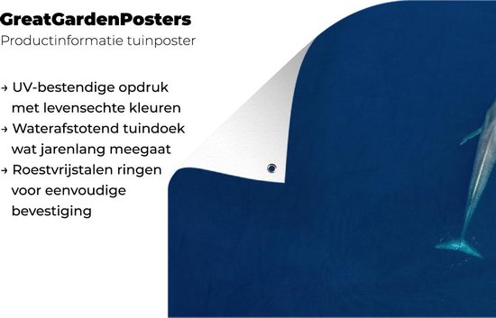 Une baleine bleue d'en haut Poster de jardin 60x30 cm - petit - Toile de jardin / Toile d'extérieur / Peintures pour l'extérieur (décoration de jardin)
