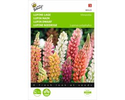 Lupinus polyphyllus Minarette