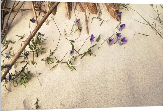 Forex - Groeiende Bloemen in het Zand - 120x80cm Foto op Forex