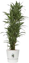 Kamerplant van Botanicly – Drakenboom in witte ELHO plastic pot als set – Hoogte: 120 cm – Dracaena derem. Warneckei