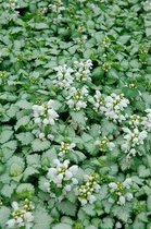 6x Dovenetel (Lamium maculatum 'White Nancy') - P9 pot (9x9)