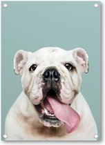 Schattig portret van witte Bulldog Puppy - Tuinposter 50x70 - Wanddecoratie - Besteposter - Dieren