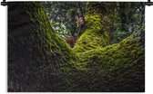 Wandkleed Bemoste bomen - Boom bedekt in mos Wandkleed katoen 120x80 cm - Wandtapijt met foto