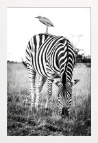 JUNIQE - Poster in houten lijst Zebra and Friend -60x90 /Wit & Zwart