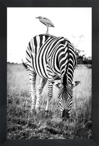 JUNIQE - Poster in houten lijst Zebra and Friend -40x60 /Wit & Zwart