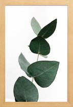JUNIQE - Poster in houten lijst Eucalyptus 4 -40x60 /Groen