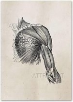 Anatomy Poster Shoulder White - 15x20cm Canvas - Multi-color