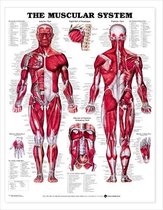 Le diagramme anatomique du système musculaire