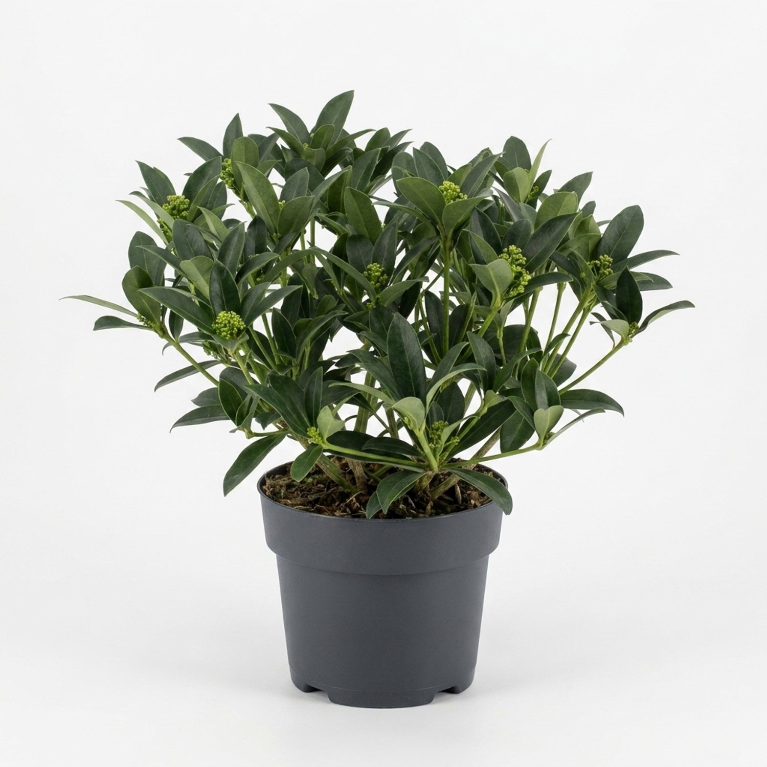 Bloomique - Skimmia Japonica White Globe - Heester - Tuinplanten - Groene bloemknoppen - Winterhard - Groenblijvend - Ook voor schaduw - Hoogte 25-30 cm - Pot 19 cm