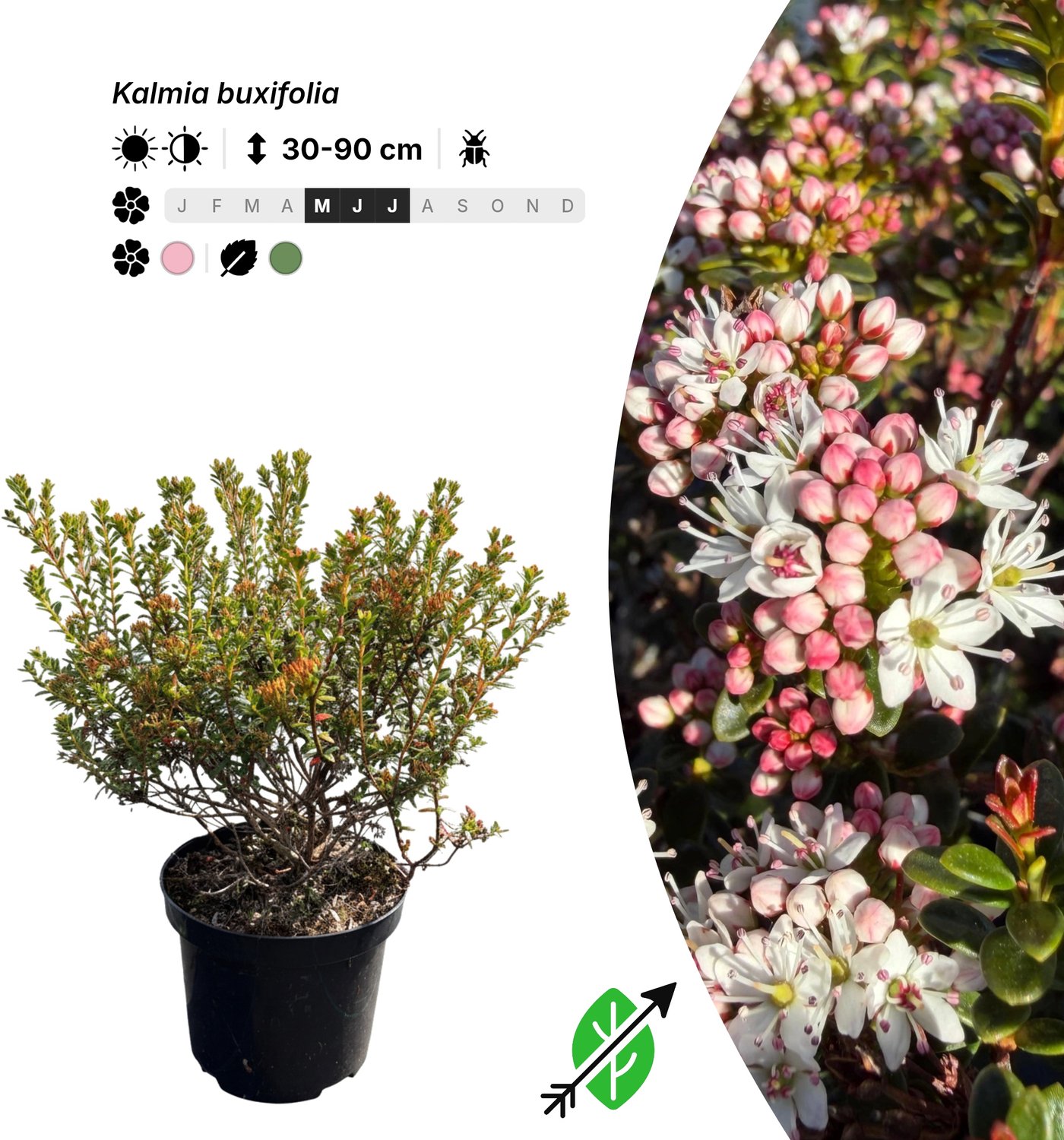 Singleplants - 18x Kalmia buxifolia - Pot C1.5 - winterhard tot -26°C