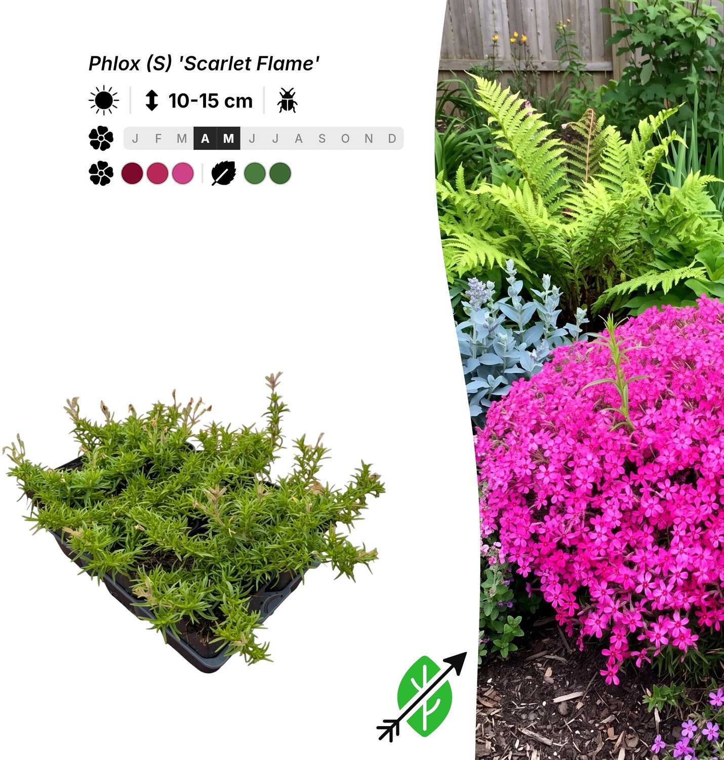 Singleplants - 6x Phlox (S) 'Scarlet Flame' - Pot P9 - bodembedekker - winterhard tot -20°C