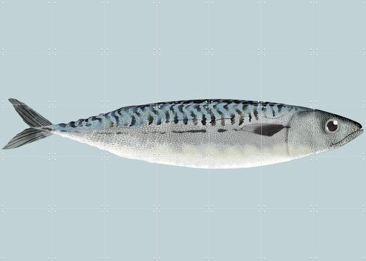IXXI Mackerel, Merel Corduwener - 140 x 100 cm - Gratis ophangtool - Grote wanddecoratie en posters - Illustraties, Keuken, Woonkamer, Eetkamer