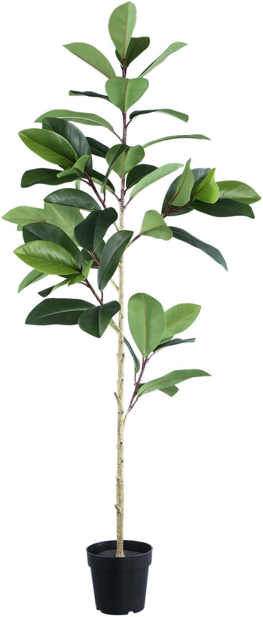 PTMD Tree Green Holm Oak In Black Pot Groen
