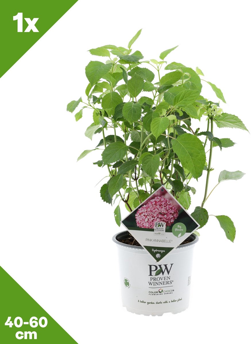 GARDENZO - Hydrangea arborescens 'Pink Annabelle' (Bolhortensia) x 1, P19, 40-60 cm - Winterhard