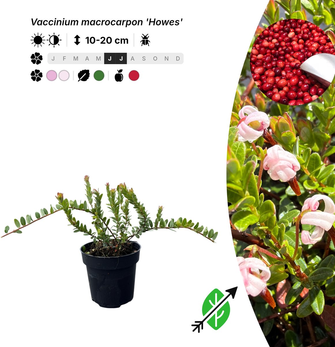 Singleplants - 10x Vaccinium macrocarpon 'Howes' - Pot P9,5 - bodembedekker - winterhard tot -40°C