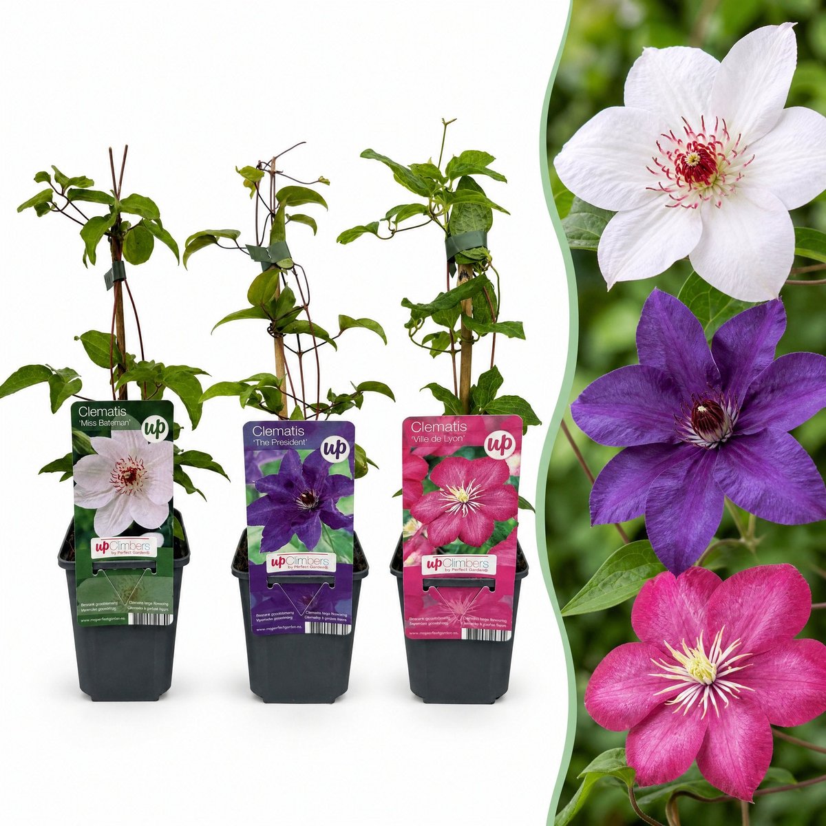 Green boutiQ - 12x Clematis Tricolour - Driekleurige bosrank - Paars - Roze - Wit - Klimplant - Ø9cm - 35cm