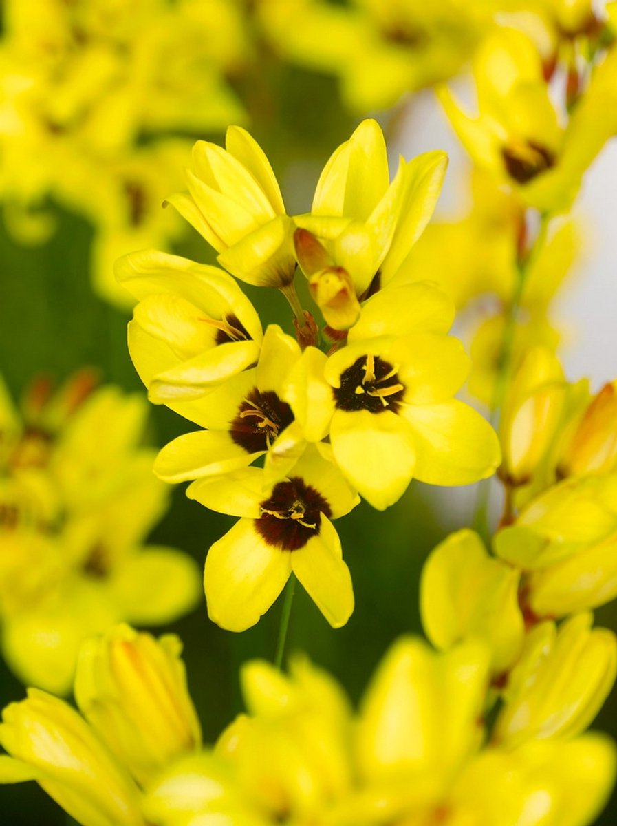 50x Afrikaanse korenlelie 'Ixia yellow emperor' - BULBi® Bloembollen met bloeigarantie
