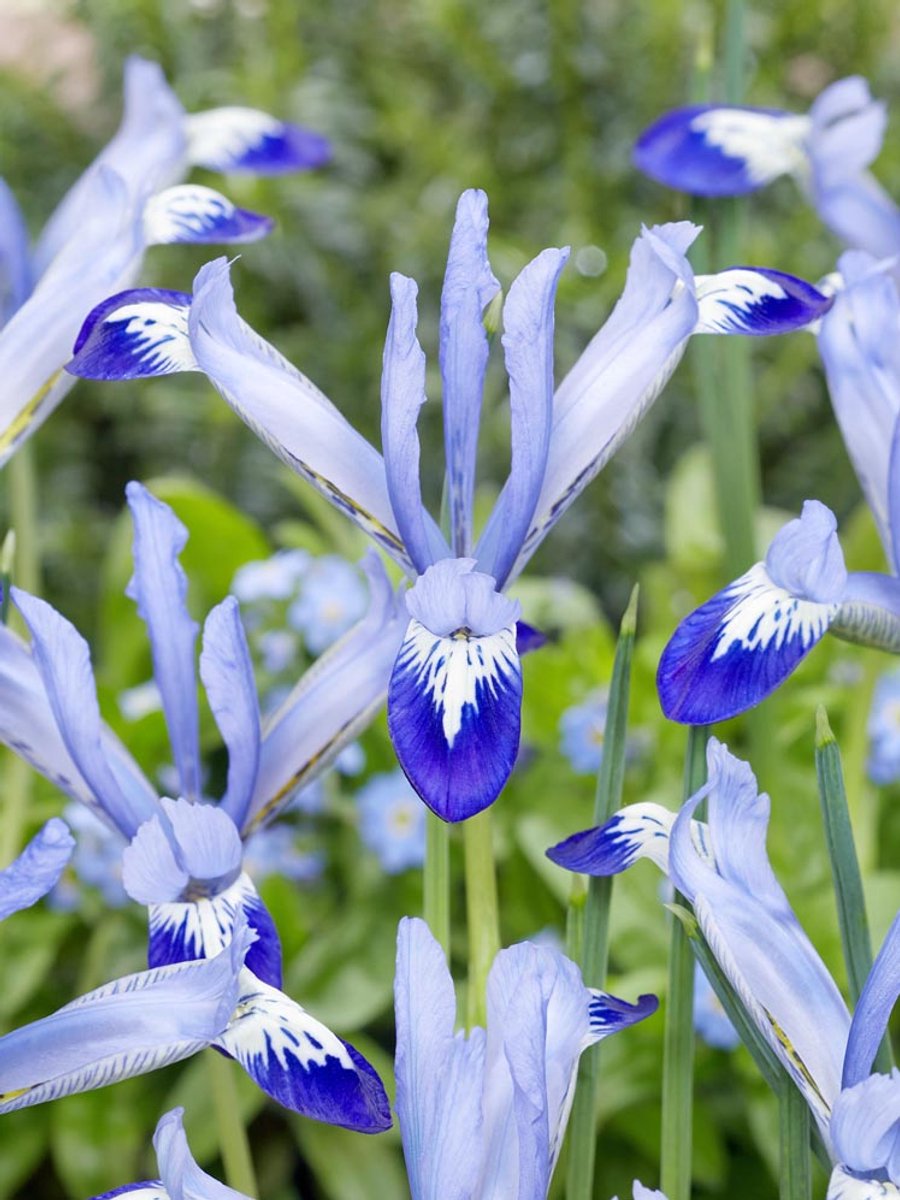 50x Iris 'Iris clairette reticulata' - BULBi® Bloembollen met bloeigarantie
