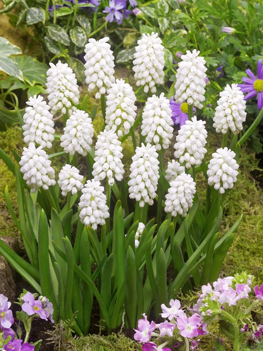 50x Blauwe druifjes 'Muscari white magic aucheri' - BULBi® Bloembollen met bloeigarantie