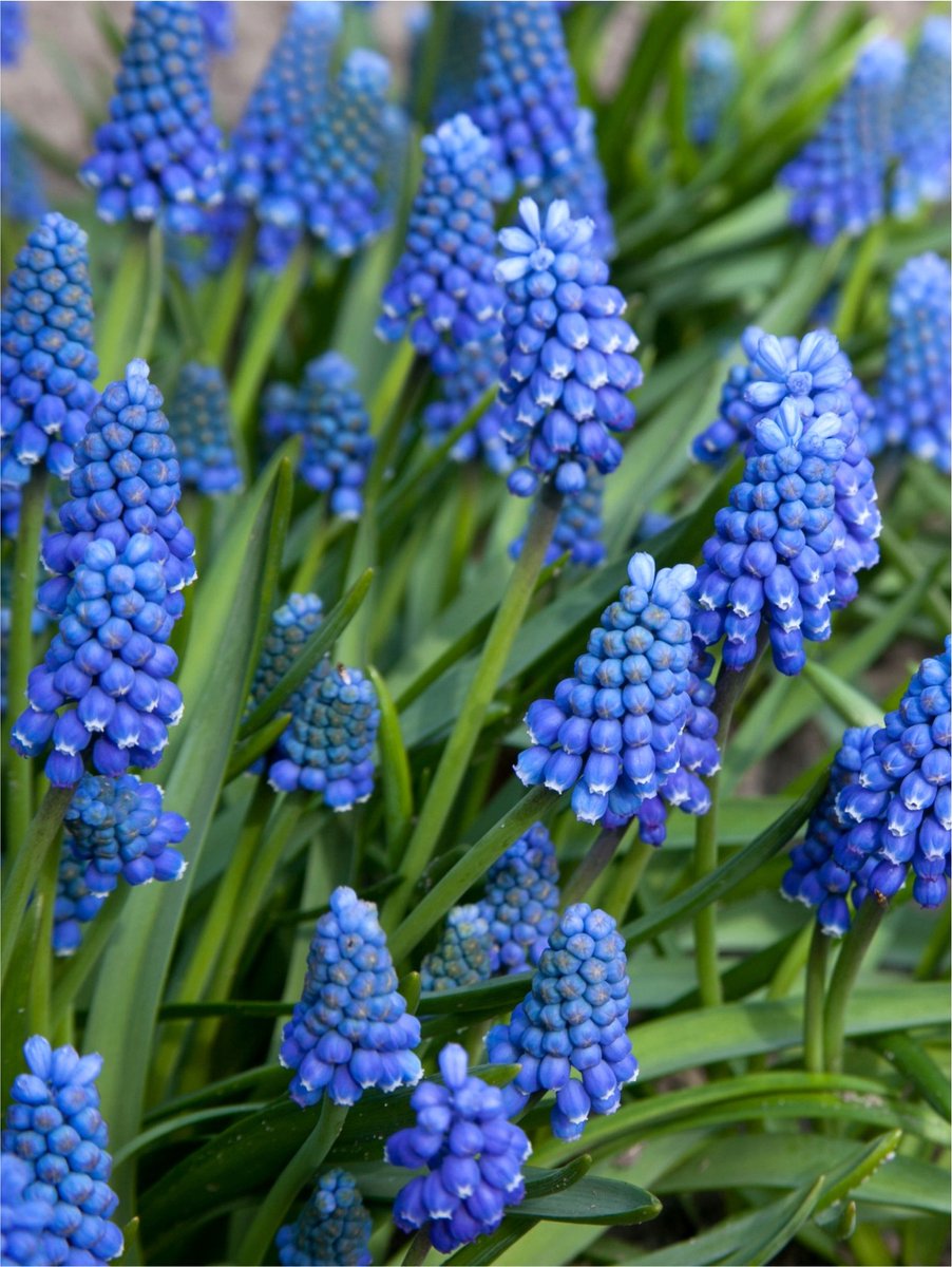 50x Blauwe druifjes 'Muscari blue magic aucheri' - BULBi® Bloembollen met bloeigarantie