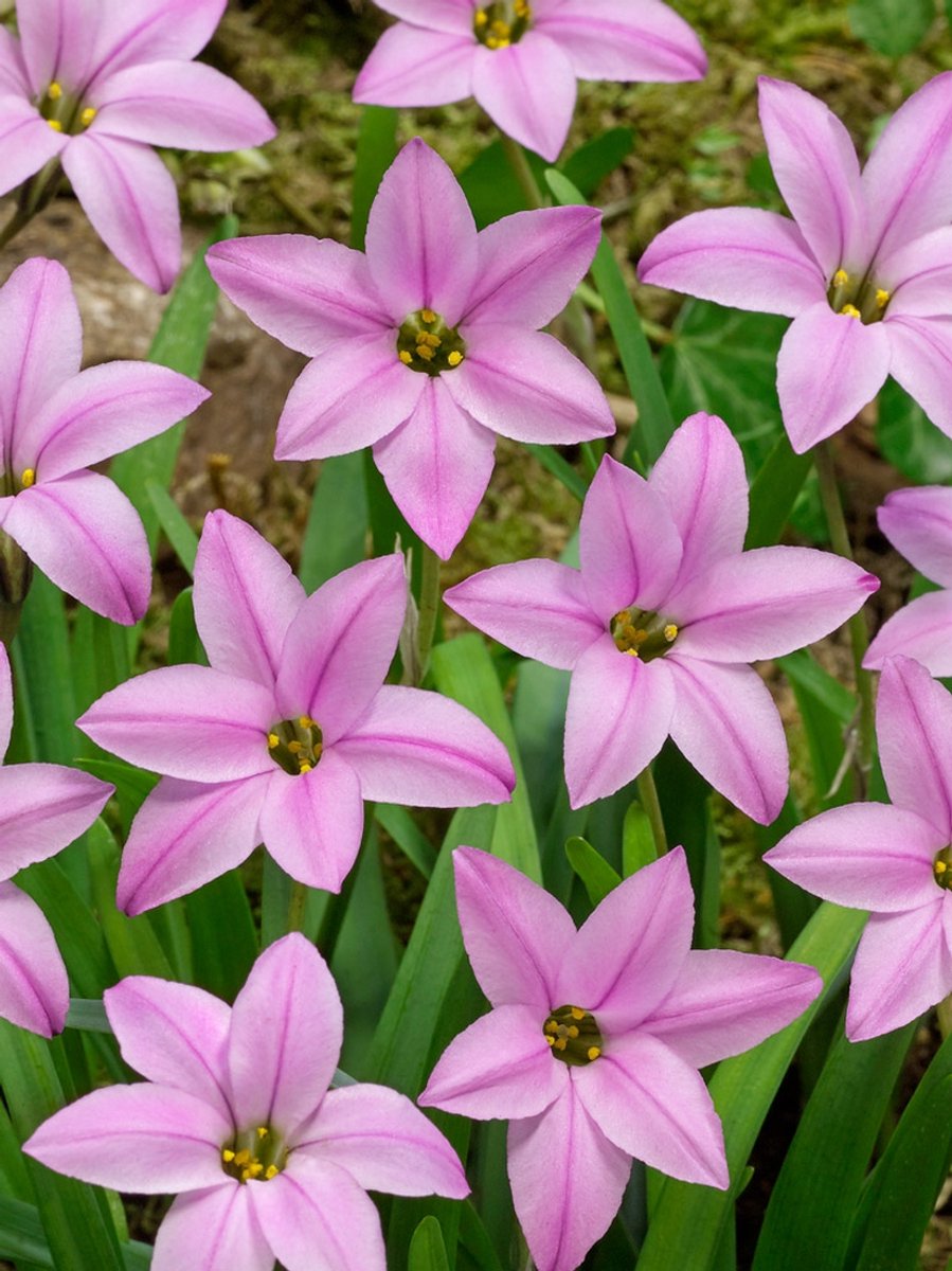 25x Oude wijfjes 'Ipheion charlotte bishop' - BULBi® Bloembollen met bloeigarantie