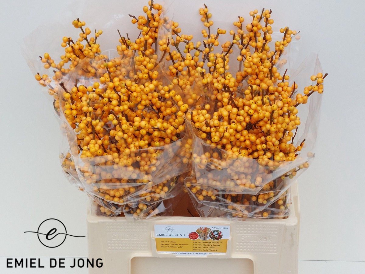 10x Ilex golden verboom 60cm