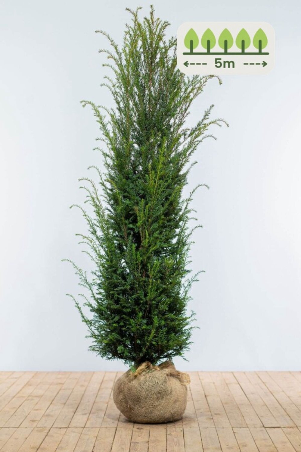 Taxus Baccata 180-200 cm voor 5 meter - 10st. Taxus baccata