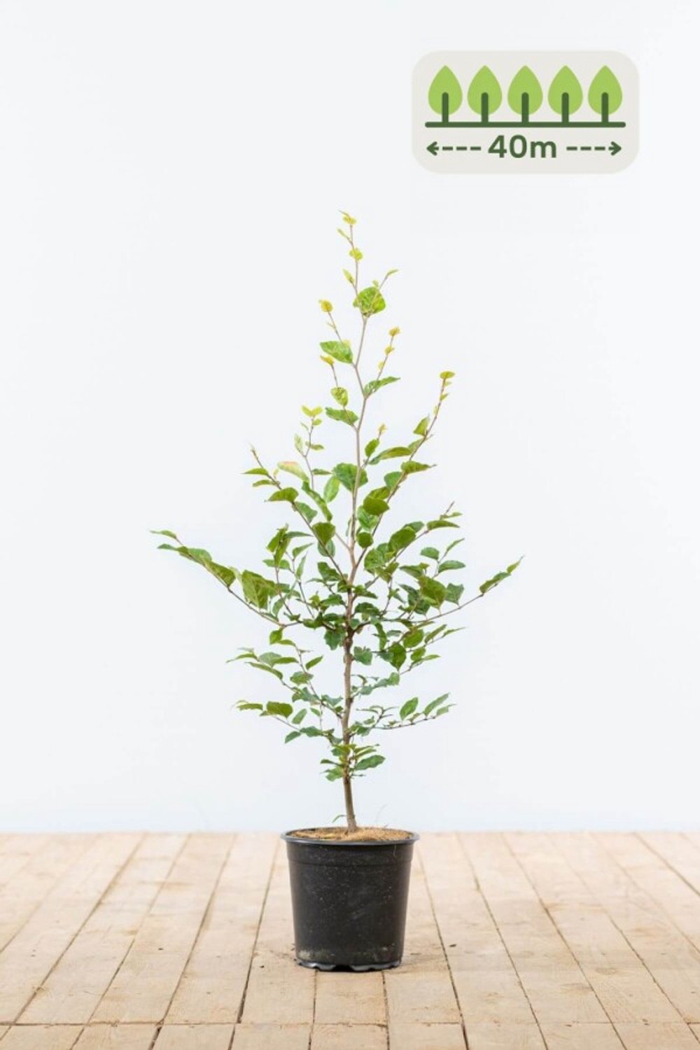 Groene Beuk 60-80 cm voor 40 meter - 200st. Fagus sylvatica