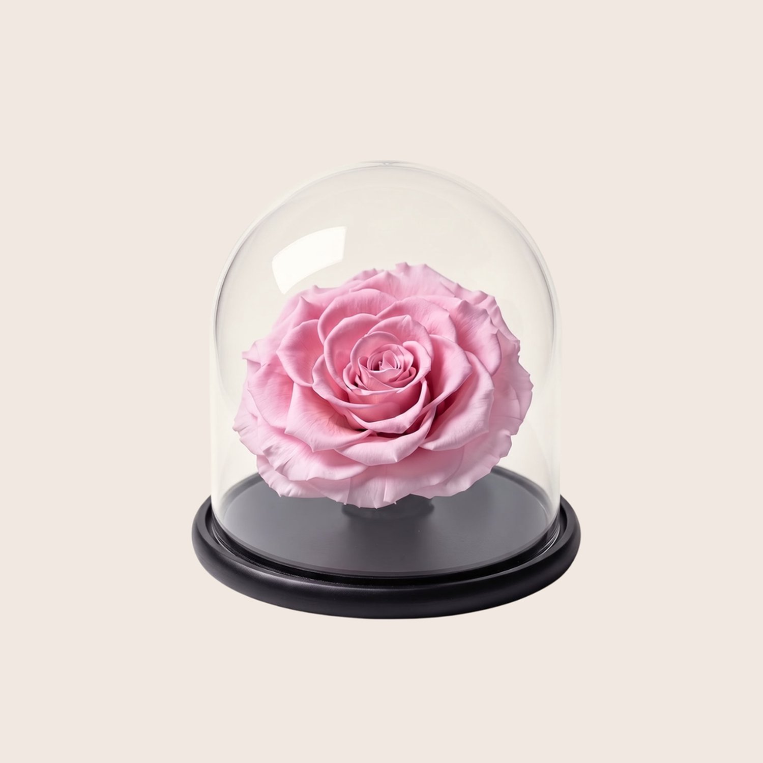 Charle Roses Dome Bonita - Echte houdbare rozenkop onder glazen stolp - 13,5 cm - Powder Pink lichtroze - in cadeauverpakking