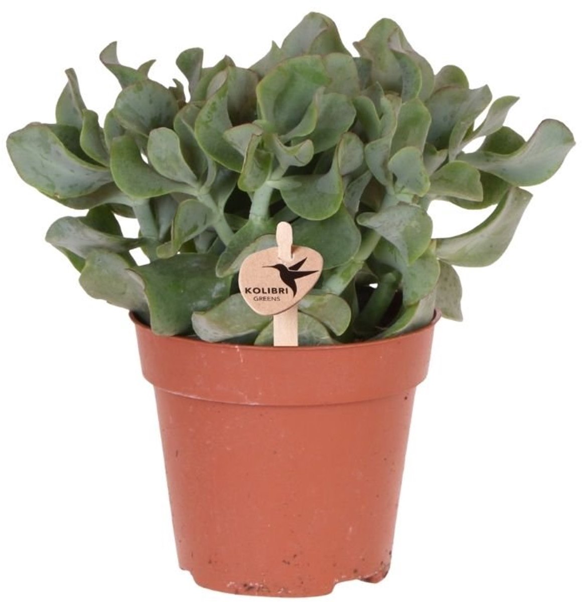 Kolibri Greens | Groene plant - Succulent Crassula Arborescens - groene kamerplant - vers van de kweker - Ø12cm