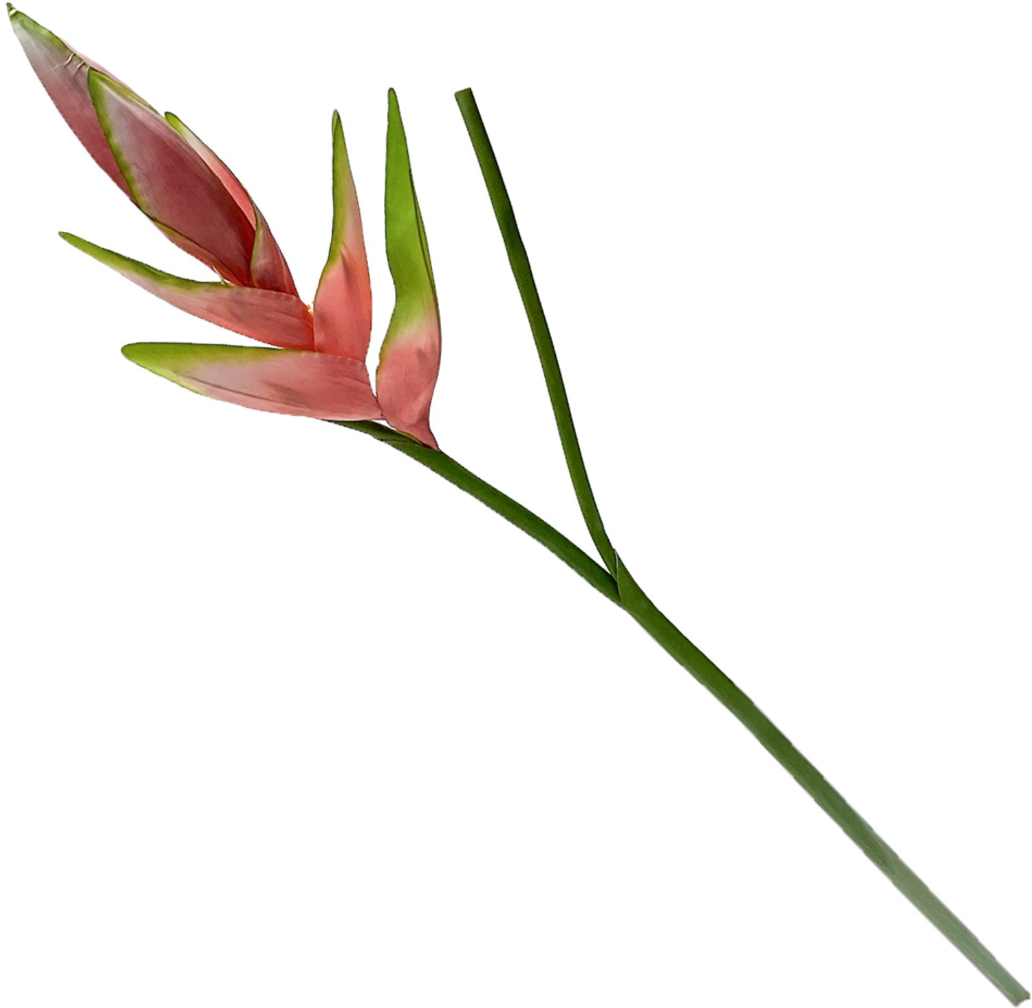 homebound by ky Kunstbloem Heliconia roze | kunsttak
