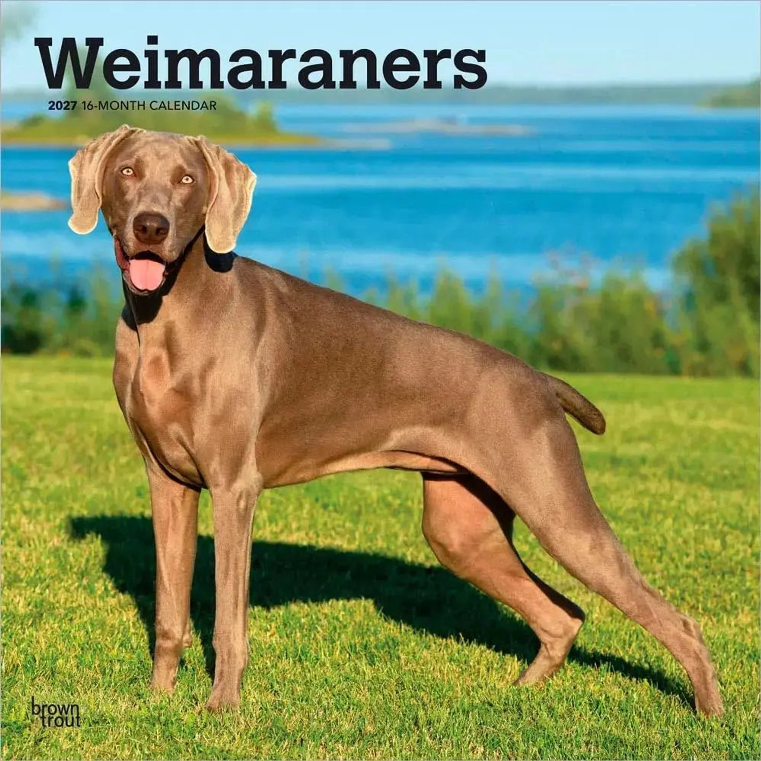 Weimaraner Kalender 2027