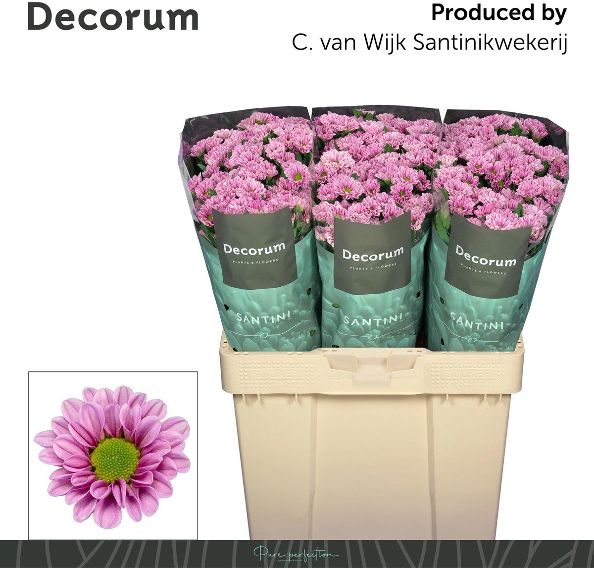 25x Chrysant san.fabiani pink 50cm
