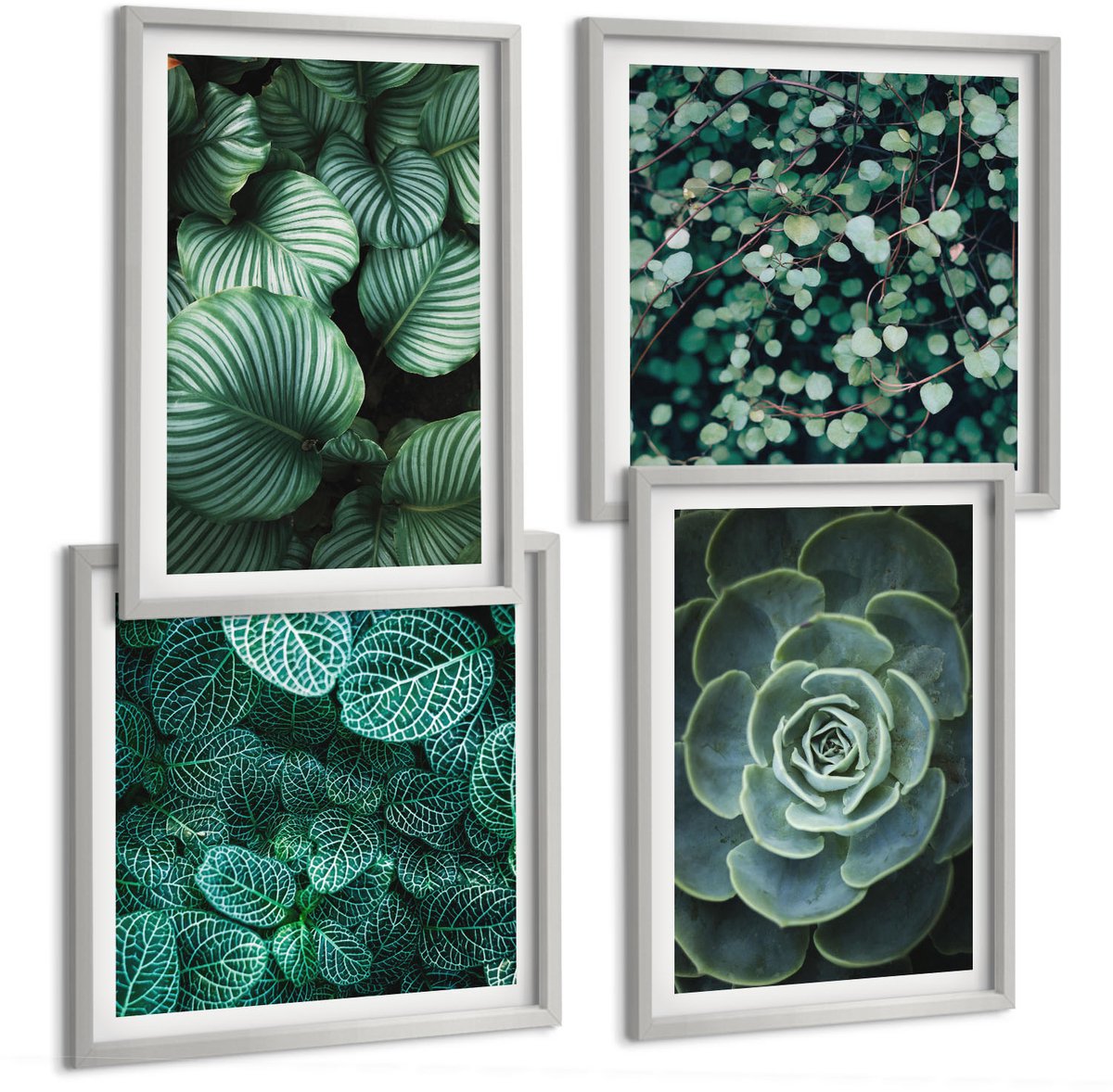 Coloray 4-Delige Schilderij Set - Groene Bladplanten En Stijlvolle Vetplanten - 40 x 40 cm En 40 x 60 cm - Stijlvolle Muurdecoratie - Kantoor