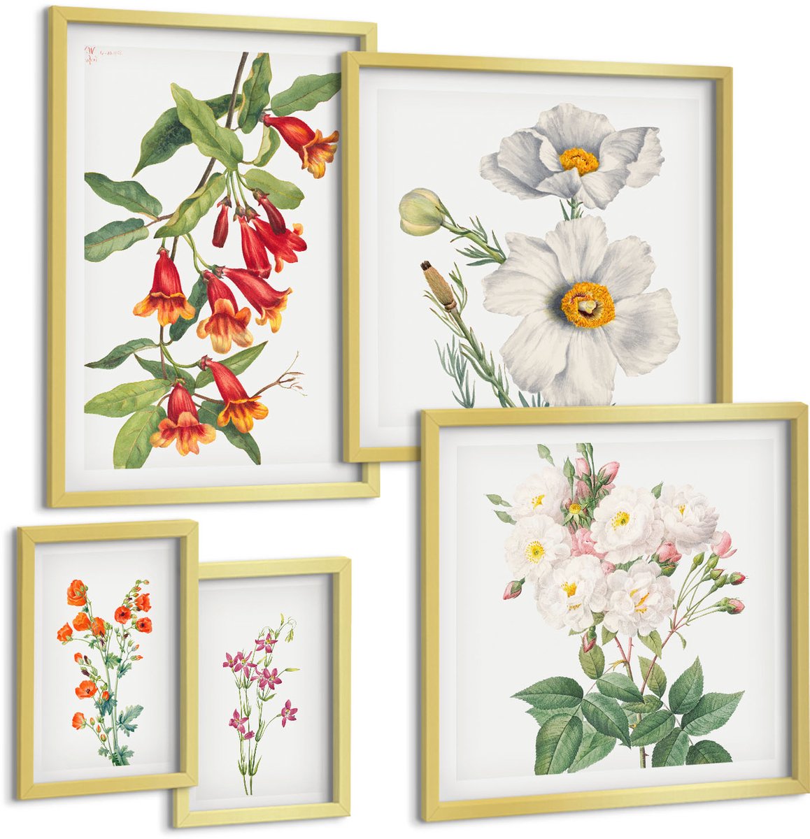 Coloray 5-Delige Schilderij Set - Bloemenillustraties In Botanische Stijl Op Een Witte Achtergrond. - 50 x 50 cm, 20 x 30 cm En 40 x 60 cm - Schilderijen Set - Wanddecoratie - Woonkamer - Moderne Wanddecoratie