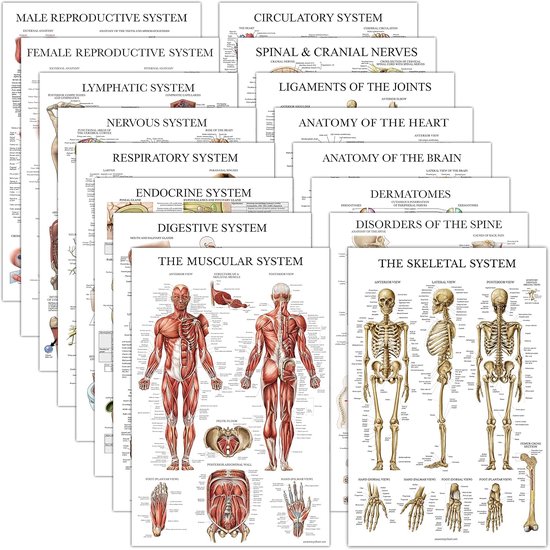 16 Pack - Anatomische Posters - Gelamineerd - Spier, Skelet, Spijsvertering, Ademhaling, Bloedsomloop, Endocrien, Lymfatisch, Mannelijk & Vrouwelijk, Nerveus, Spinale zenuwen, Anatomie Grafieken - 18" 16 Pack - Anatomische Posters - Gelamineerd - Spier, Skelet, Spijsvertering, Ademhaling, Bloedsomloop, Endocrien, Lymfatisch, Mannelijk & Vrouwelijk, Nerveus, Spinale zenuwen, Anatomie Grafieken - 18"