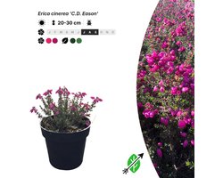 20x Erica cinerea 'C.D. Eason' - Pot P9,5 - bodembedekker - winterhard tot -15°C - Singleplants