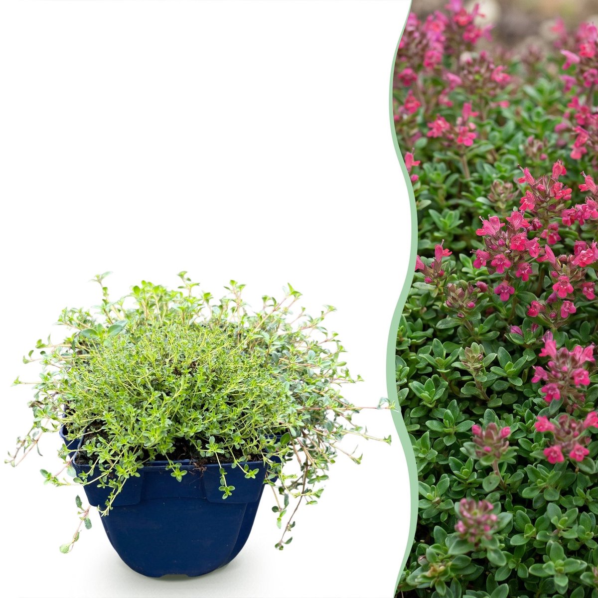 Green boutiQ - Vasteplant - Thymus praecox Red Carpet - KruipTijm - Geurend - Rood-Roze - 12 Planten - Pot 11cm - Hoogte 15-25cm