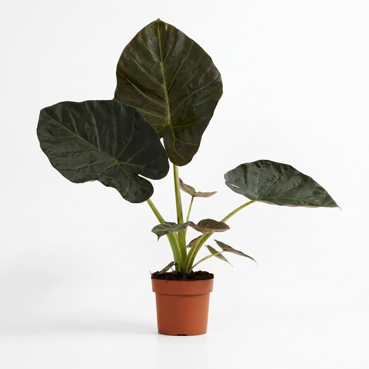 Bloomique - Alocasia Regal Shield - Olifantsoor - Bladplant - Kamerplanten - Groot donkergroen blad - Luchtzuiverend - Hoogte 50-60 cm - Pot 17 cm