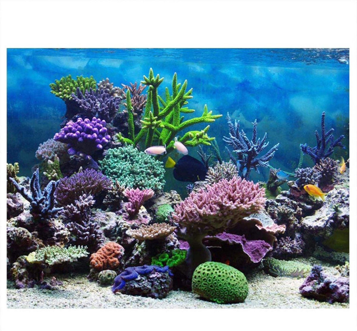 Achtergrond Poster PVC Koraalrif Decor (61 x 41 cm)