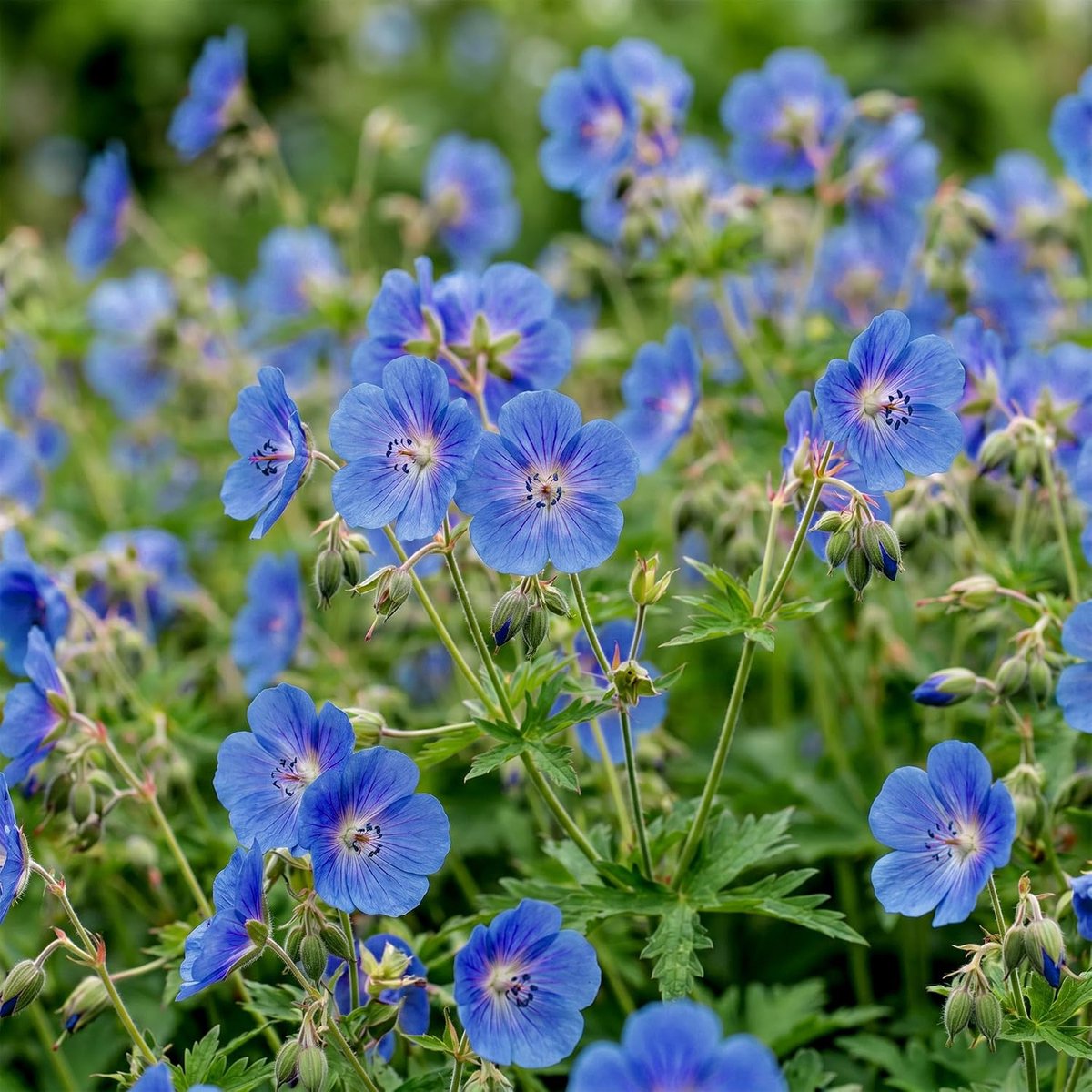 Johnson's Blue - Ooievaarsbek - Bodembedekkend - Blauw - 12 Planten - 15-25cm - Ø11cm - Tuinplant