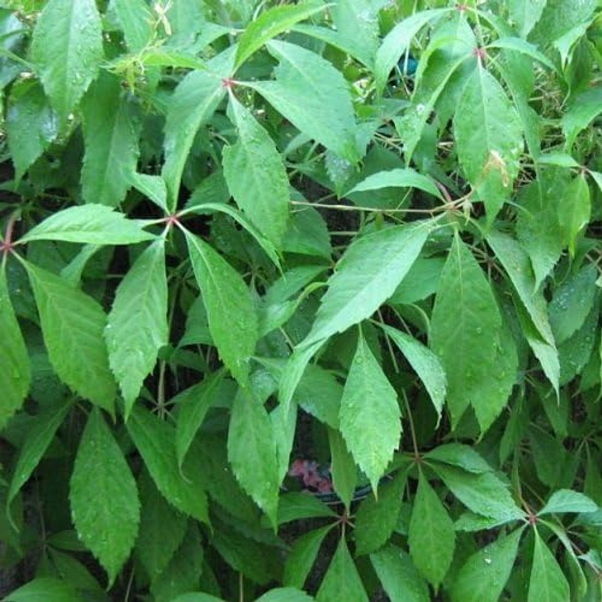 2 x Wilde Wingerd ('Parthenocissus Engelmannii' - set van 2 Wilde Wingerd planten | Rood verkleurend blad, snel groeiend en Winterhard | 2 x 1,5 liter pot