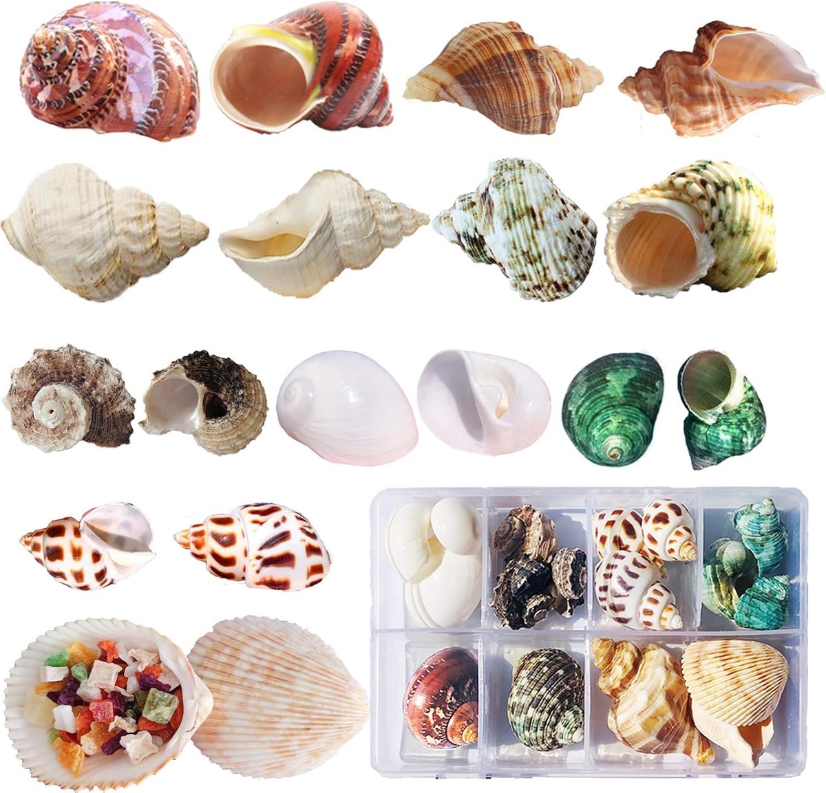 17 stuks (9 soorten) middelgrote kleine groei turbo zeeschelpen natuurlijke zeeschelpen voor kustdecoraties strand zeeschelp voor knutselen strand themafeest (3-9 cm)